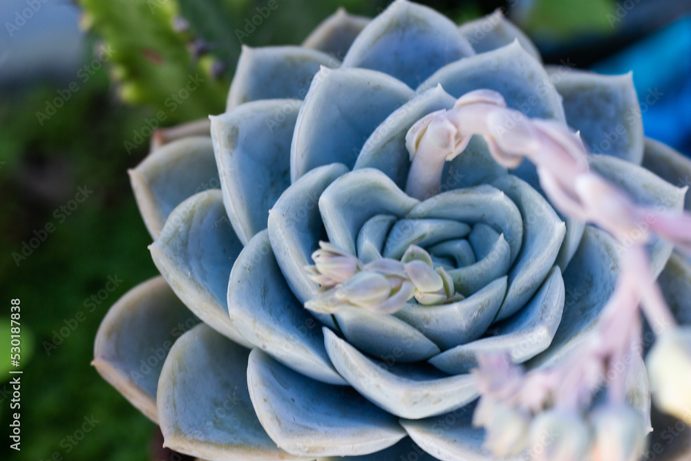 beautiful succulent name plants in blue bowl beautiful succulent name plants in blue bowl
