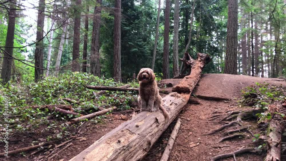 Dog Sitting on a Log Dog Sitting on a Log