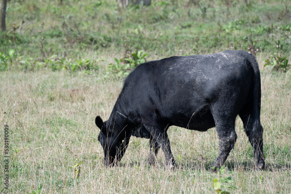 Moo Cow, Moo Moos, Cows, Farm Animals Moo Cow, Moo Moos, Cows, Farm Animals