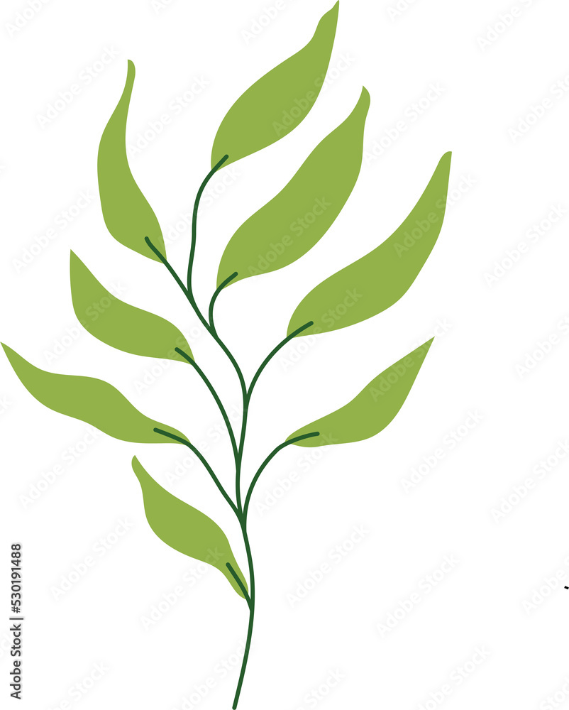 tropical leaf illustration. green house plant design element