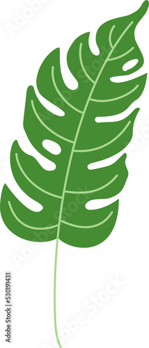 monstera tropical leaf illustration. green house plant design element