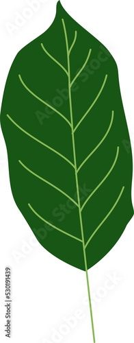 tropical leaf illustration. green house plant design element