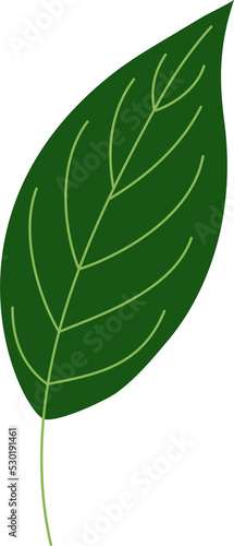 spathiphyllum tropical leaf illustration. green house plant design element