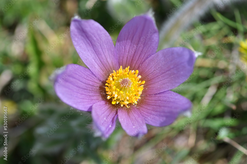 Alpenblume Lila Kuhschelle Alpenblume Lila Kuhschelle