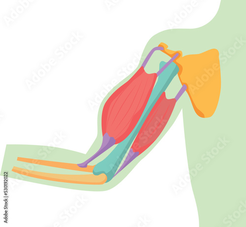 腕の骨と筋肉の図解イラスト