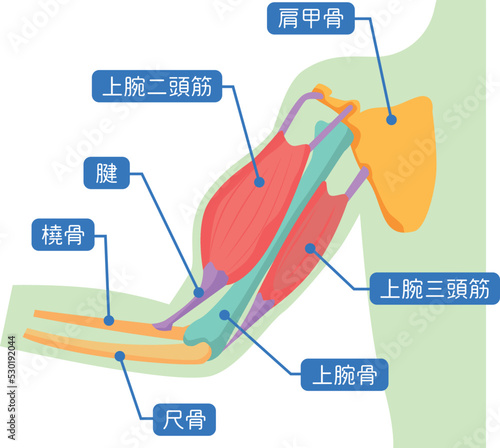 腕の骨と筋肉の図解イラスト