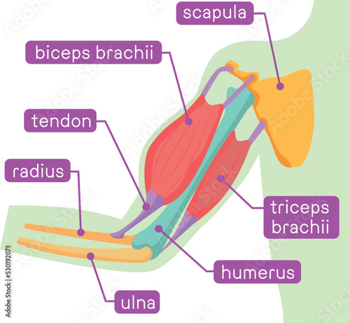 腕の骨と筋肉の図解イラスト