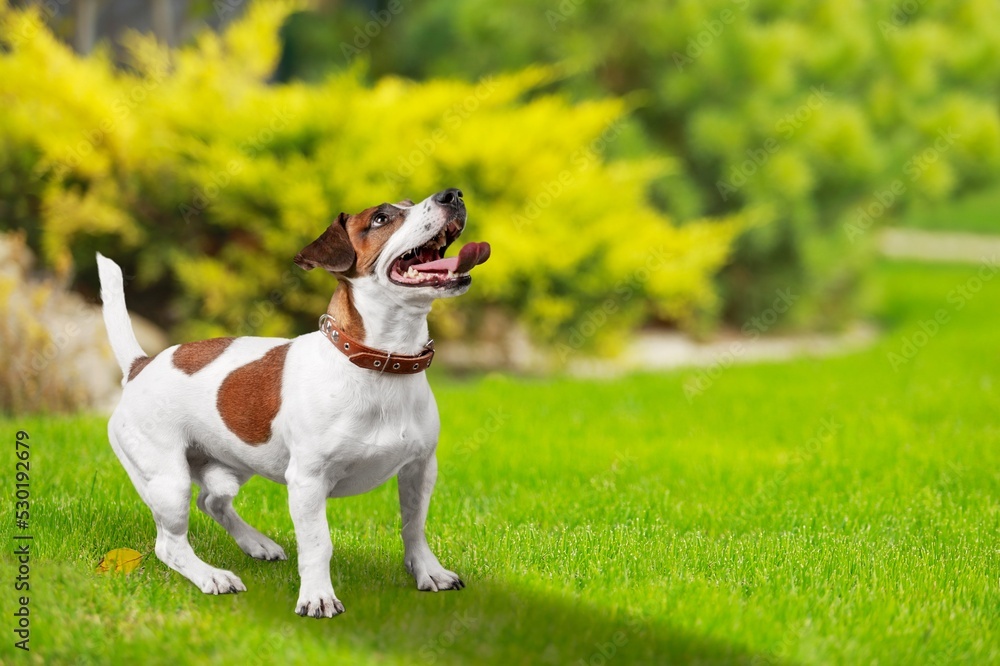 Purebred dog, standing on the green grass