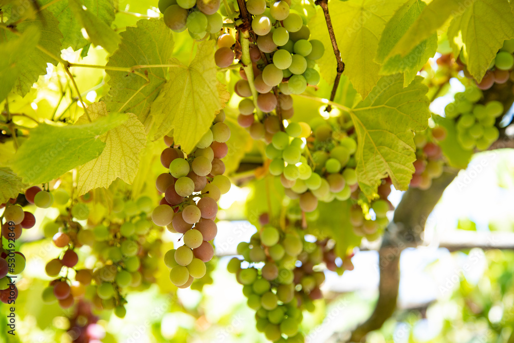 Grapes hanging in the air Grapes hanging in the air