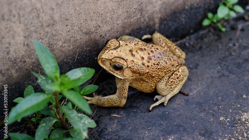 Duttaphrynus melanostictus is commonly called Asian common toad, Asian black-spined toad, common Sunda toad, and Javanese toad. photo