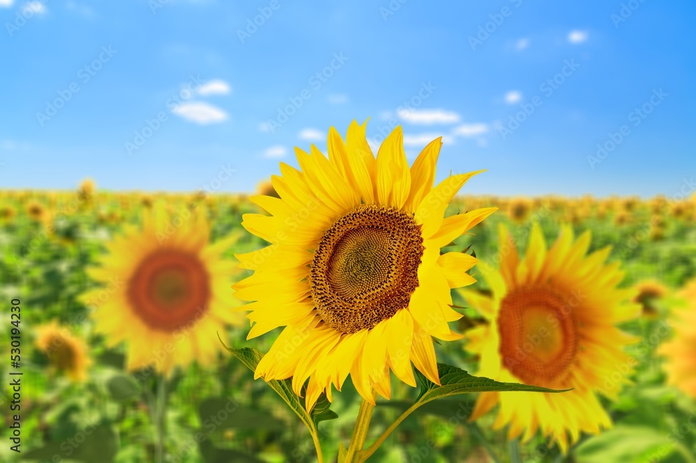 Sunflower fields in blooming, Sunflower oil production. Sunflower fields in blooming, Sunflower oil production.