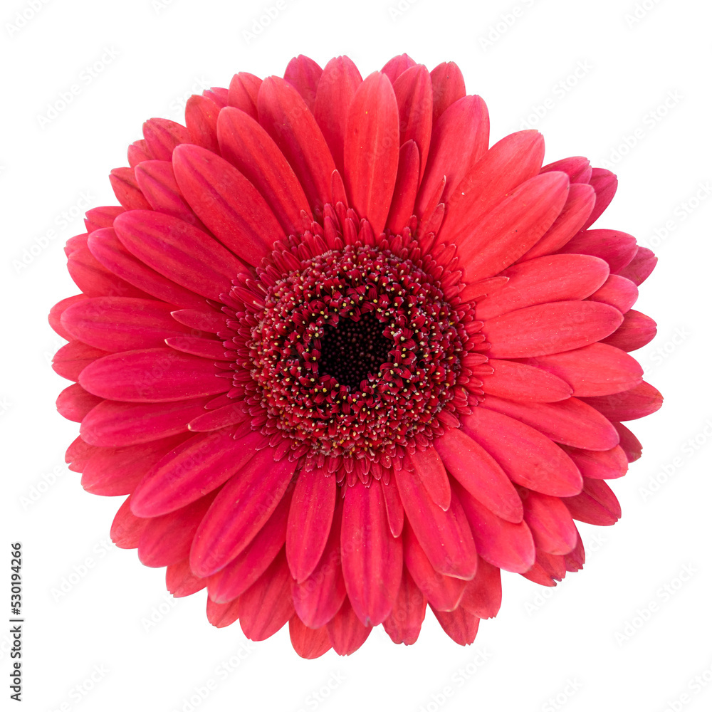 Red gerbera flower isolated on transparent background