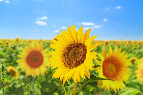 Sunflower fields in blooming  Sunflower oil production.