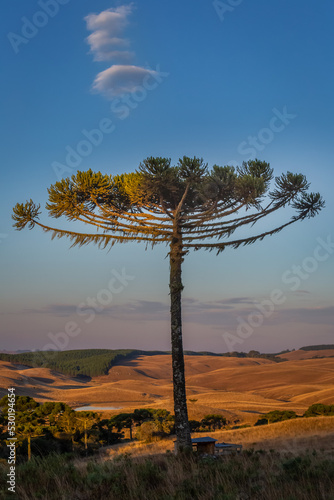 Fotografia Southern Brazil countryside landscape at sunrise with single araucaria