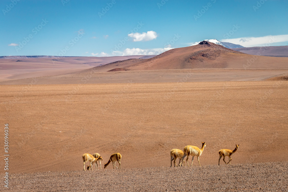 Group of guanaco Vicuna in the wild of Atacama Desert, Andes altiplano, Chile Group of guanaco Vicuna in the wild of Atacama Desert, Andes altiplano, Chile