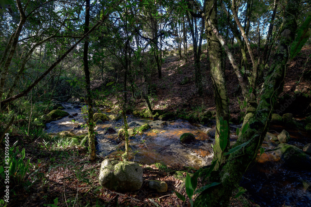 Slow running creek in an Andean rain forest in Colombia. Slow running creek in an Andean rain forest in Colombia.