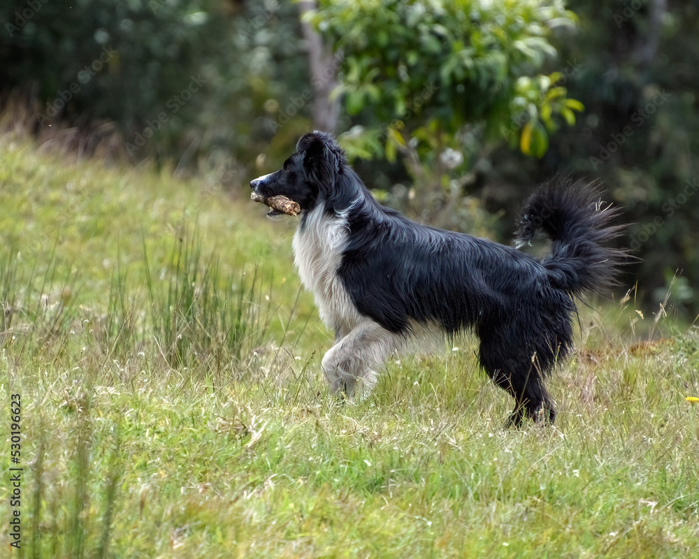 A faithful Border Collie running and playing with a stick . Joy. Energy. Happiness. Activity.