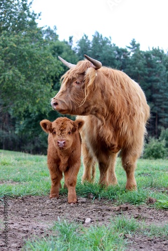 Принти на полотні Scottish Highland cattle calf