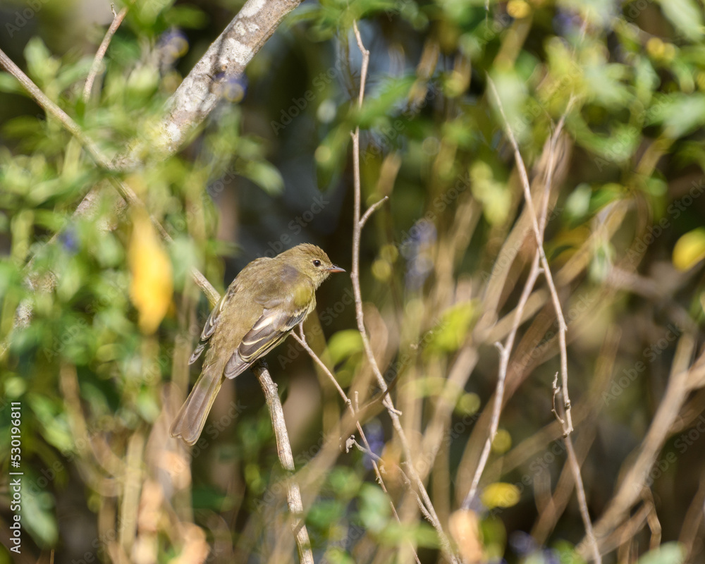 Elaenia Frantzii, Mountain Elaenia perched in a bush during a lovely afternoon. Colombian birds. Elaenia Frantzii, Mountain Elaenia perched in a bush during a lovely afternoon. Colombian birds.