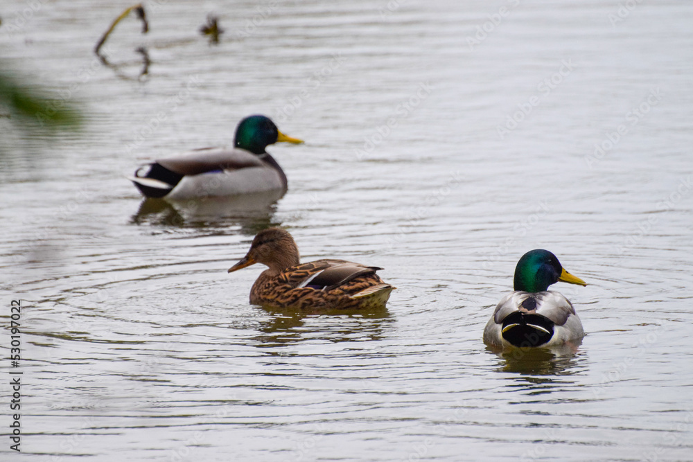 ducks on the lake 2016 ducks on the lake 2016