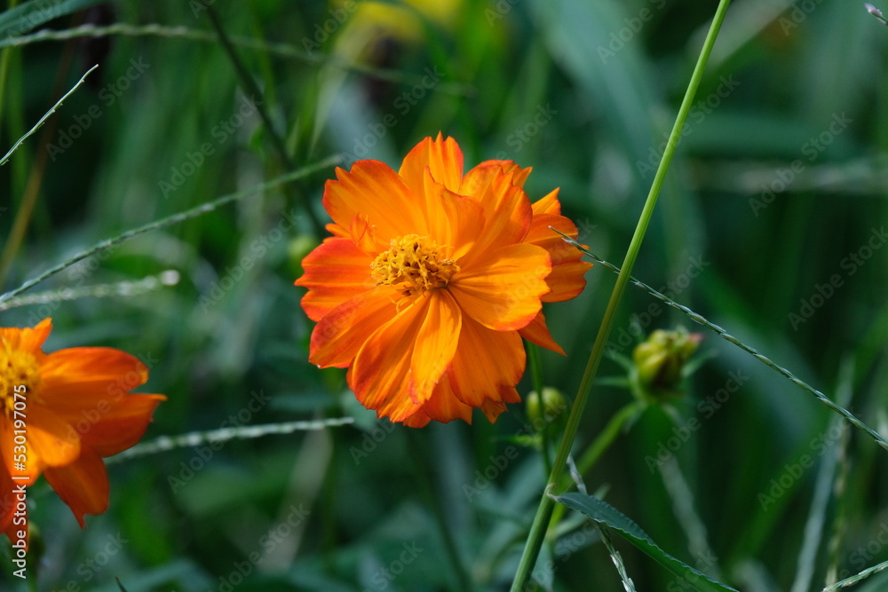 キバナコスモス