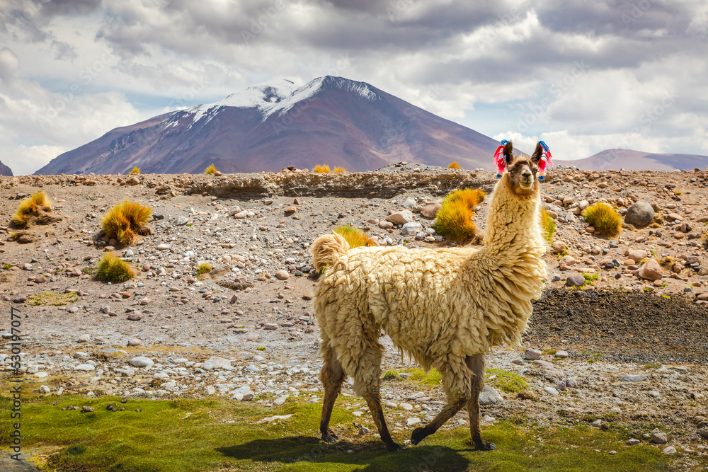 llama in the wild of Atacama Desert, Andes altiplano, Chile