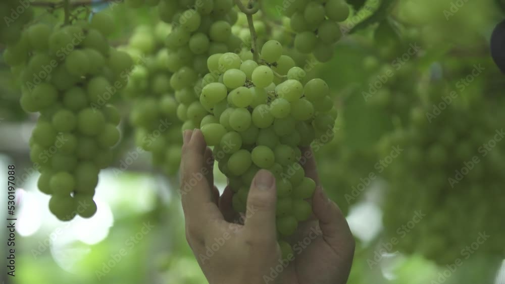청포도 수확 청포도 수확