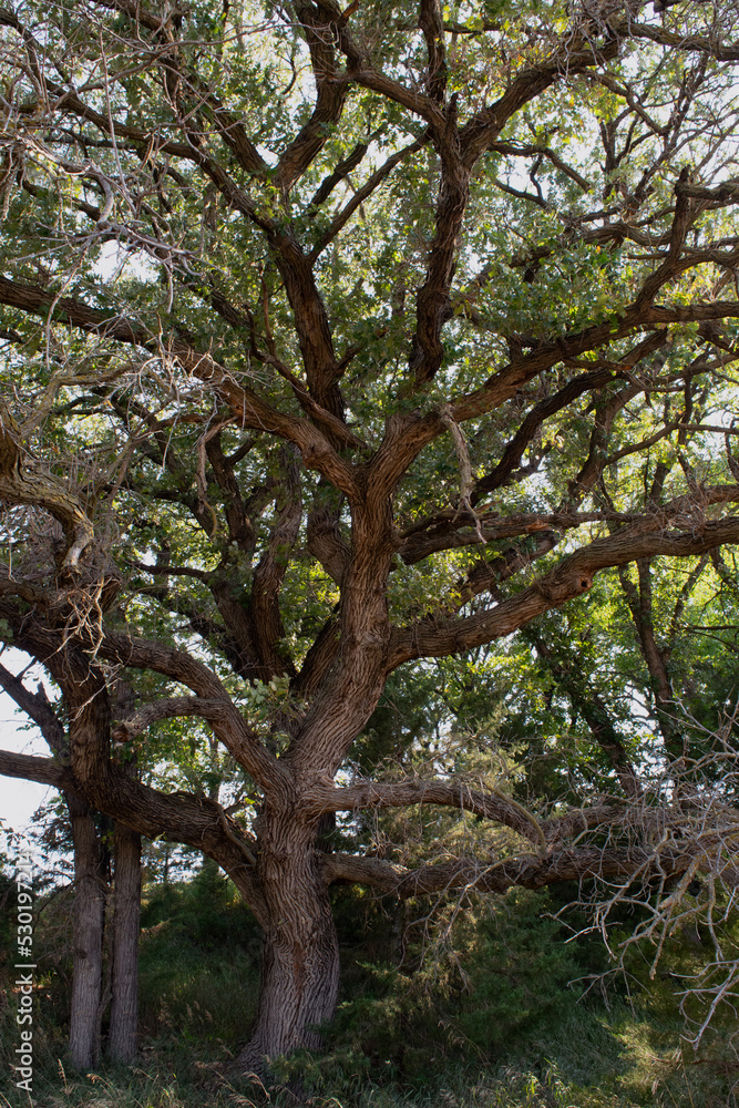 old gnarled oak tree