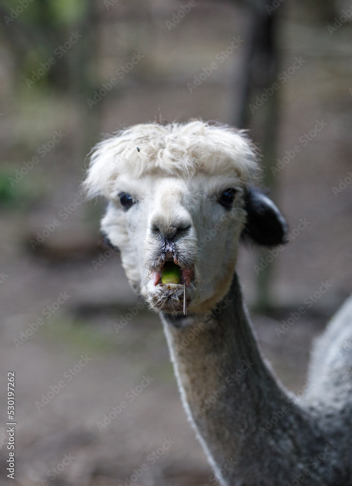 Fototapeta premium An alpaca stares at camera with an acorn in its open mouth