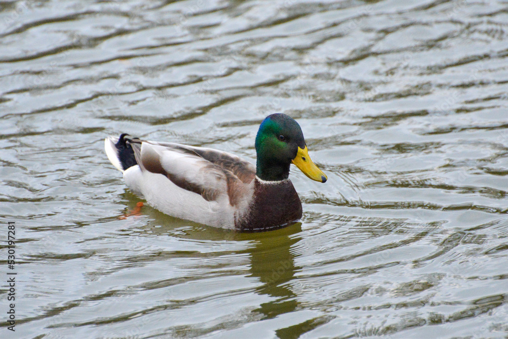 Fototapeta premium ducks on the lake 2017