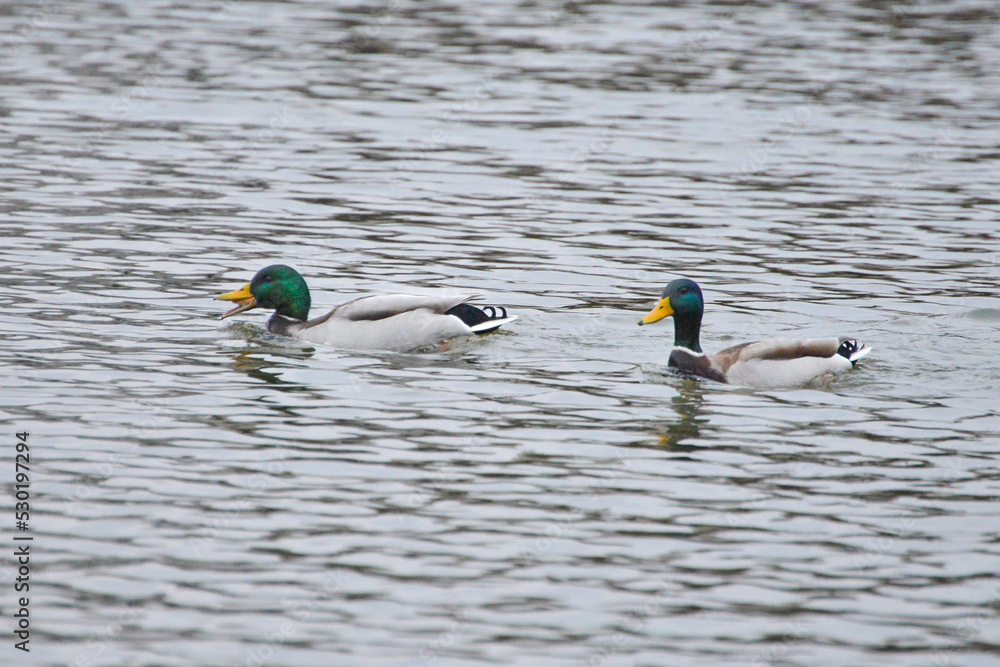 Fototapeta premium ducks on the lake 2017