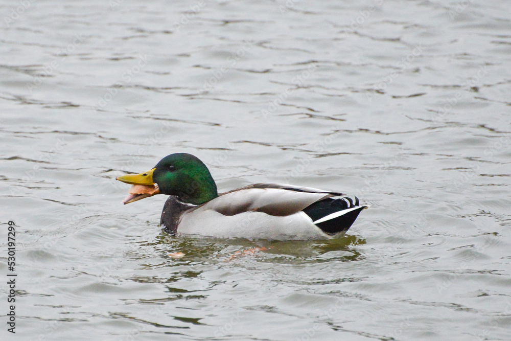 ducks on the lake 2017 ducks on the lake 2017