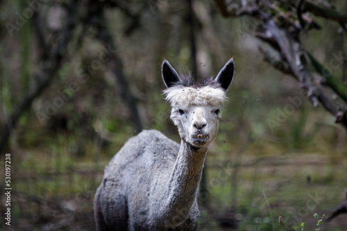 An old alpaca with white fur, black ears and teeth protruding, looking at the viewer with blurred green trees in the background