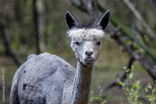 portrait of a white and black alpaca