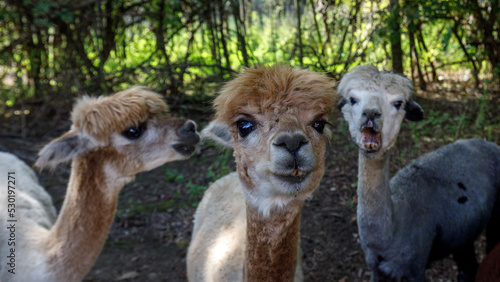 Three alpacas looking at camera