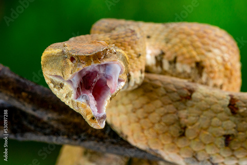 Yellow female flat nosed pit viper Craspedocephalus or Trimeresurus puniceus opens its mouth when fixing her fangs