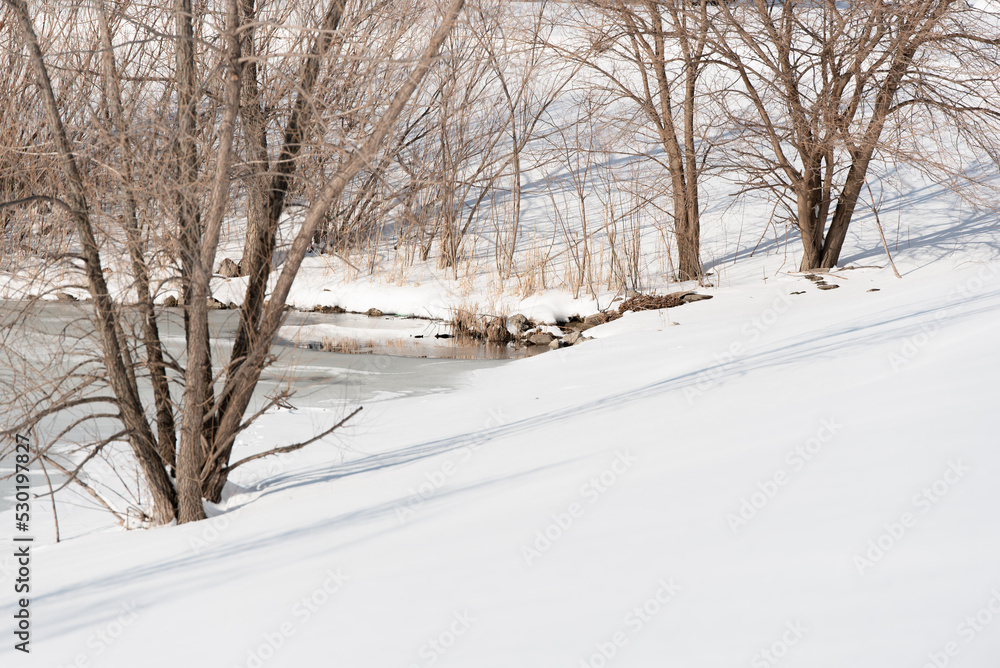 dormant trees on the edge of a snowy pond in the winter dormant trees on the edge of a snowy pond in the winter