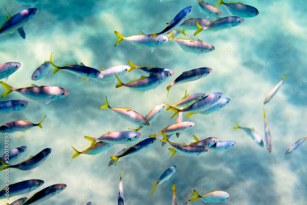 school of herring fish swimming in ocean school of herring fish swimming in ocean