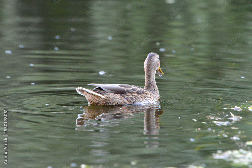 ducks on the lake 2018 ducks on the lake 2018