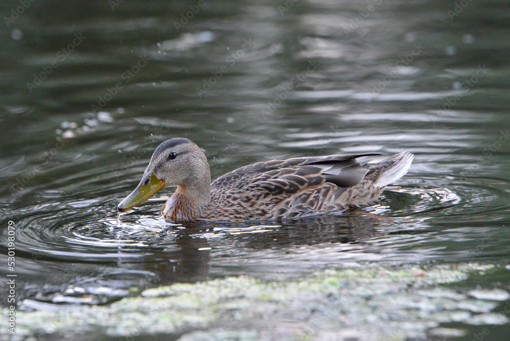 Fototapeta premium ducks on the lake 2018