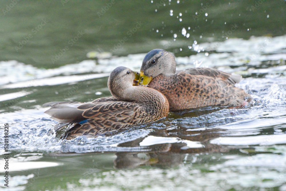 ducks on the lake 2018