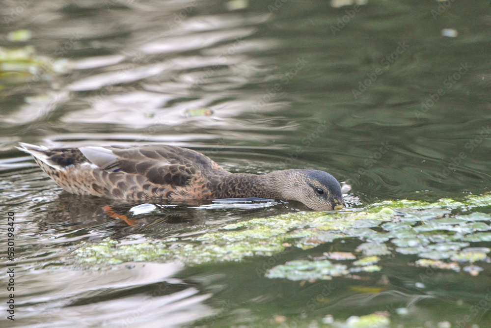 ducks on the lake 2018 ducks on the lake 2018
