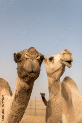 Camels near RIyadh, Saudi Arabia © Kaitlind