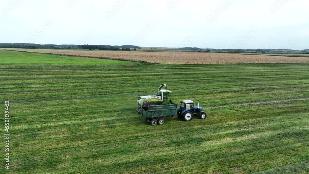 Cutting grass silage at field. Forage harvester on grass cutting for silage in field. Self-propelled Harvester on Hay making for cattle at farm. Tractor with trailer transports hay grass silage. Cutting grass silage at field. Forage harvester on grass cutting for silage in field. Self-propelled Harvester on Hay making for cattle at farm. Tractor with trailer transports hay grass silage.