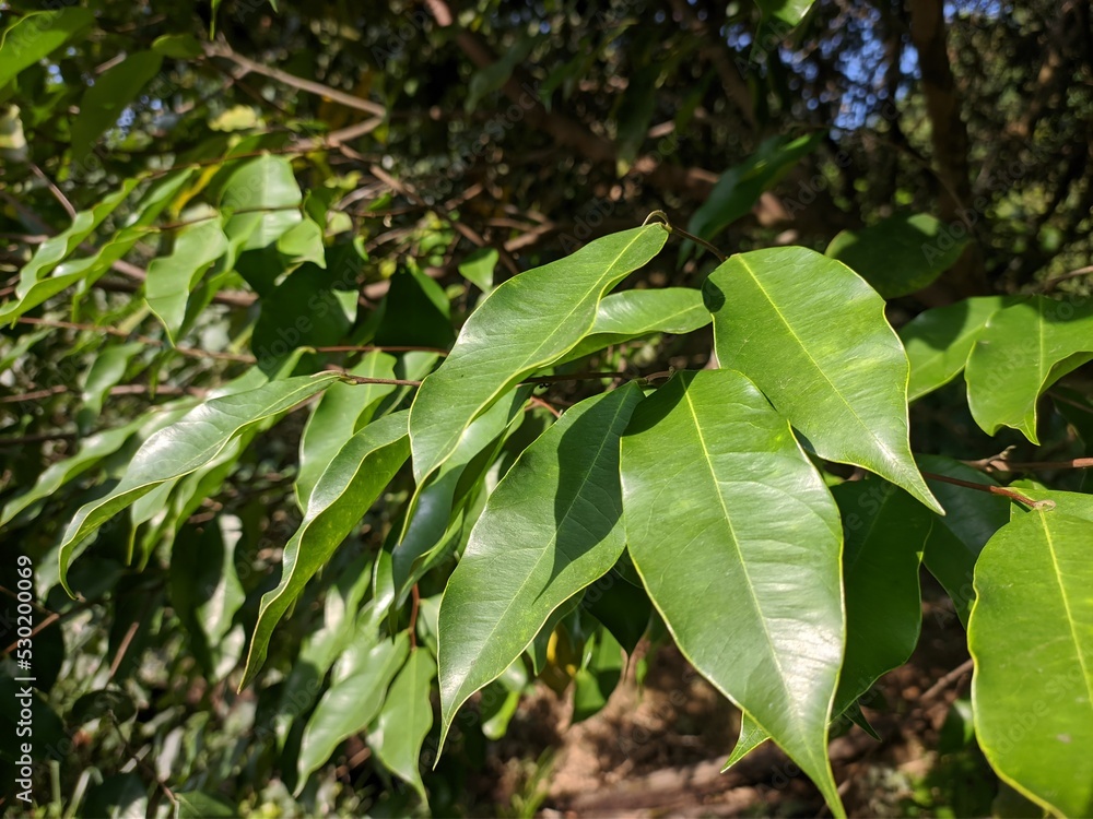 agarwood leaf (Aquilaria malaccensis) in the morning agarwood leaf (Aquilaria malaccensis) in the morning
