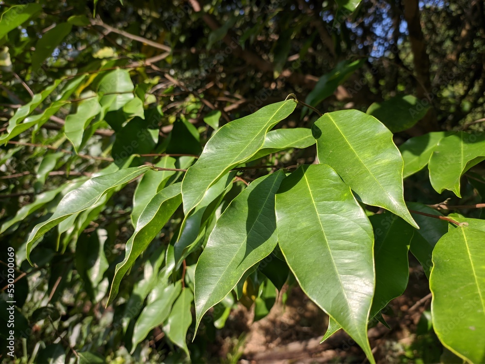 agarwood leaf (Aquilaria malaccensis) in the morning	