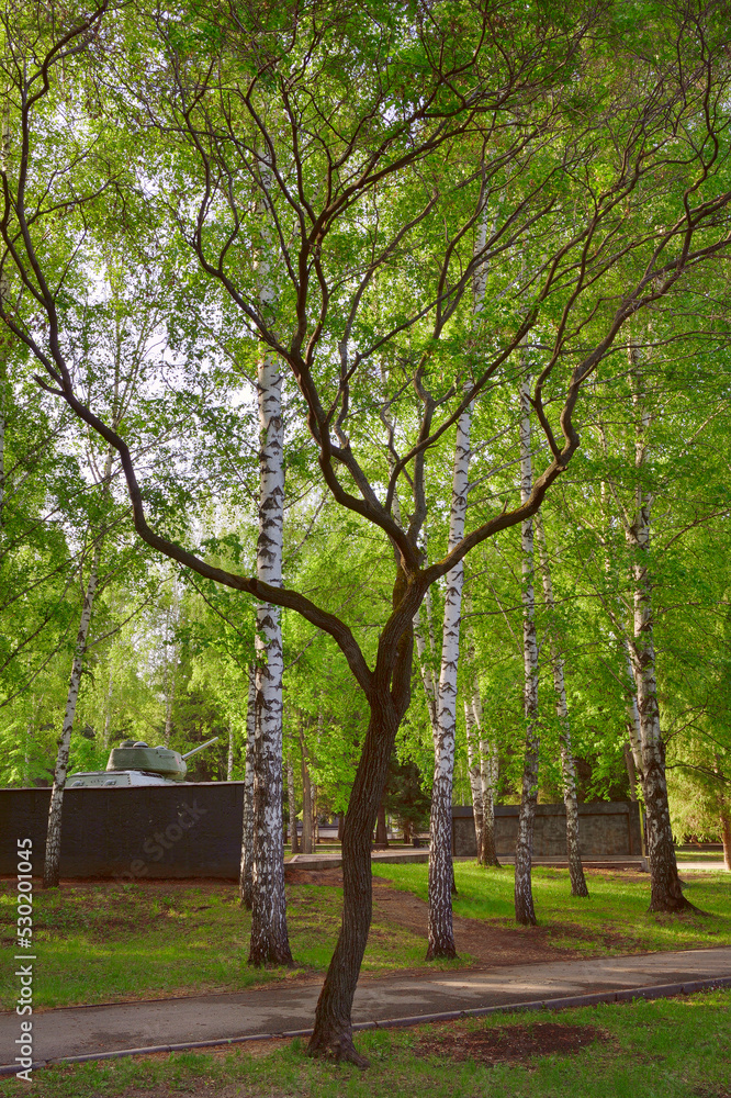 Fototapeta premium City park in spring