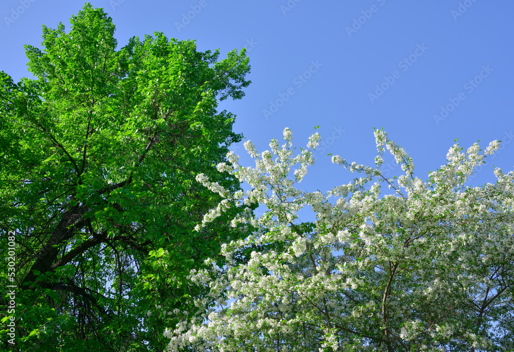 Flowering tree branches in spring