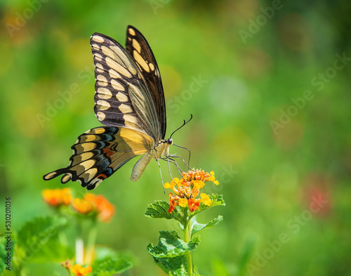 Giant Swallowtail butterfly (Papilio cresphontes) feeding on Lantana flowers in the garden. Copy space.