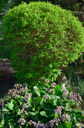 Fototapeta Naklejka Na Ścianę i Meble -  Plants in the spring park
